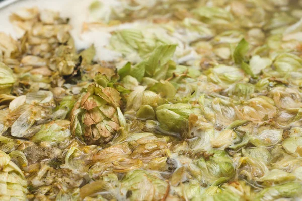 yaprakları ve homet bira yüzeyinde hop eksilerini. yakın çekim. Zanaat bira tahıl soluk Arpa malt sürecinde gelen bira. Ale veya pilsner malt lager.