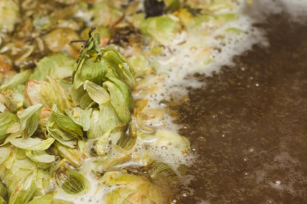 yaprakları ve homet bira yüzeyinde hop eksilerini. yakın çekim. Zanaat bira tahıl soluk Arpa malt sürecinde gelen bira. Ale veya pilsner malt lager.
