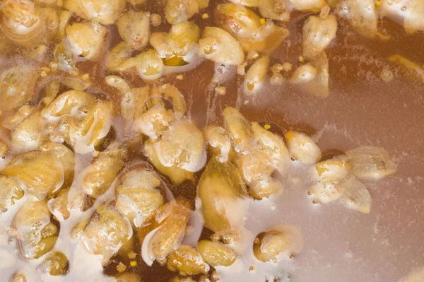 Zanaat bira fermantasyon yaprakları hop yüzeyi ile ilk aşaması. Zanaat bira tahıl soluk arpa malt sürecinde gelen bira. Ale veya pilsner malt lager.