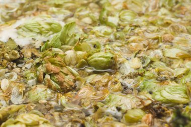 yaprakları ve homet bira yüzeyinde hop eksilerini. yakın çekim. Zanaat bira tahıl soluk Arpa malt sürecinde gelen bira. Ale veya pilsner malt lager.