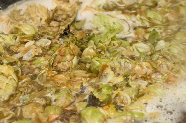 yaprakları ve homet bira yüzeyinde hop eksilerini. yakın çekim. Zanaat bira tahıl soluk Arpa malt sürecinde gelen bira. Ale veya pilsner malt lager.