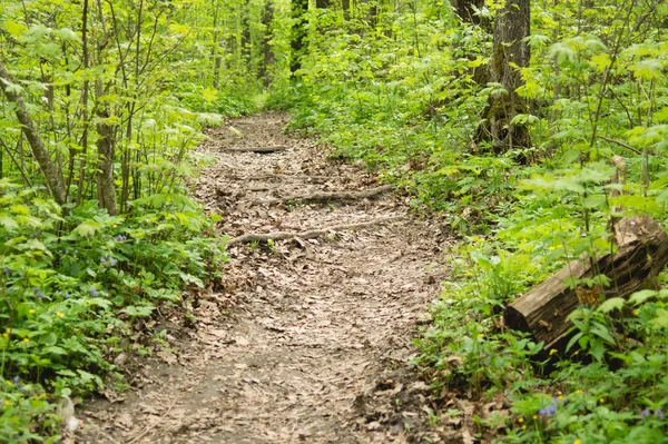 arasında yeşil ağaçlar, orman yolundaki kökleri yerin altından yapışkanlık dışarı