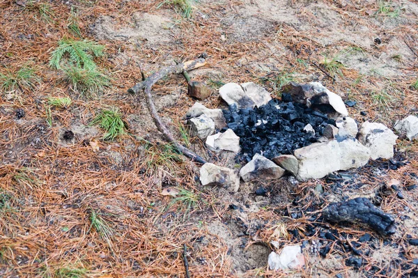 bir çam ormanı içinde taş olan mayınları kamp ateşi