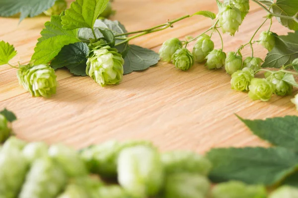 Frische Hopfenzapfen Auf Einem Hölzernen Hintergrund Draufsicht Nahaufnahme Zutat Der — Stockfoto