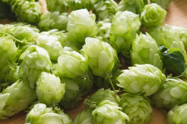 Taze külah, ahşap arka plan üzerinde atlama. en iyi manzara, portre. Madde bira sektöründe. Zanaat bira bira. Ale veya lager