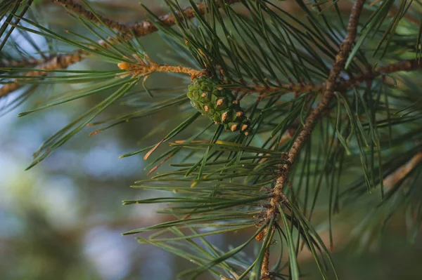 Immature Green Lump Pine Branch Close — Stock Photo, Image