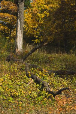 ağaç gövdeleri ve sonbahar ormandaki kurutulmuş günlükleri