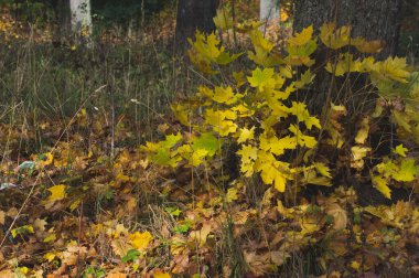 Sarı yapraklar ile genç akçaağaç büyümüş. sonbahar orman sahne
