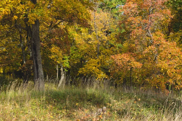 Yellowed Trees Autumn Forest Autumn Forest Scene — Stock Photo, Image