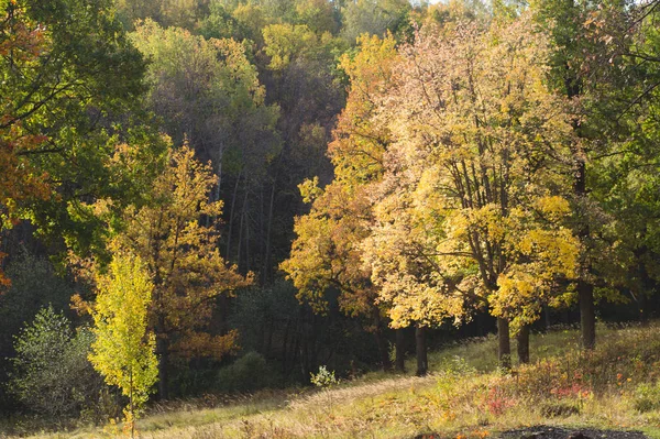 Jesień Las Drzewa Żółtym Listowiem Podświetlany Przez Słońce Krawędzi — Zdjęcie stockowe