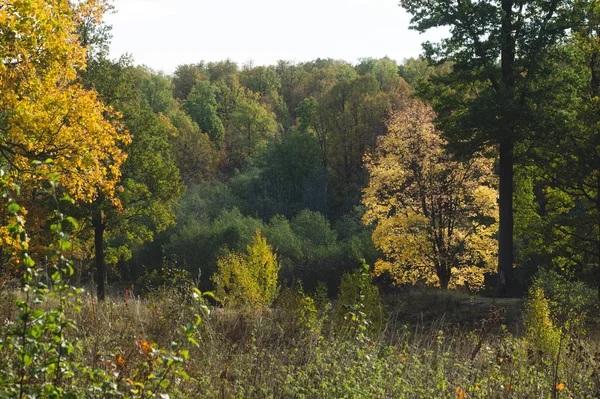 Jesienny Las. Drzewo z żółtymi listwami, podświetlane słońcem na — Zdjęcie stockowe