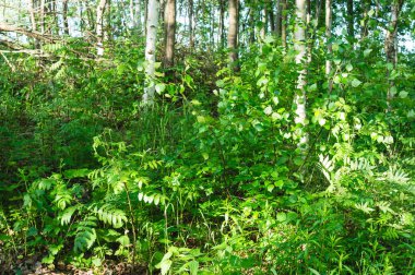bir orman glade üzerinde genç huş ağaçları parlak ayarı ile aydınlatılmış 