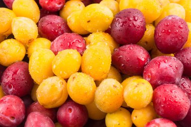 Sarı ve kırmızı erikler su damlacıklarında. Taze kırmızı dokular