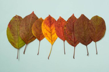 Mavi arkaplanda düşen renkli yaprakların sonbahar gradyanı