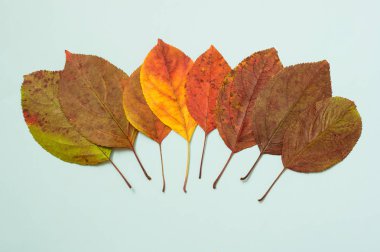 Mavi arkaplanda düşen renkli yaprakların sonbahar gradyanı