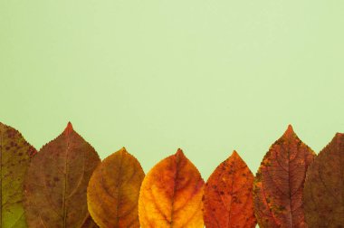 Yeşil arkaplanda düşen renkli yaprakların sonbahar gradyanı