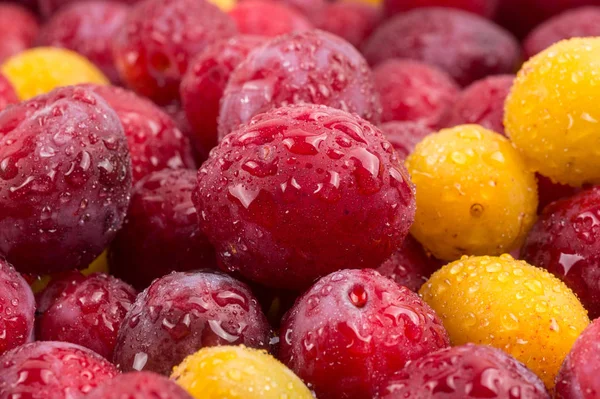 Yellow and red plums in droplets of water. Textures of fresh red