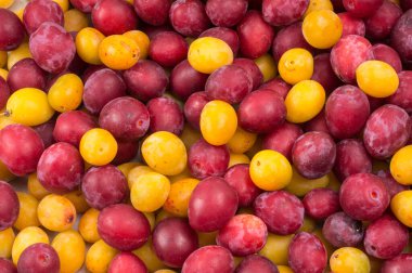 Piyasaya sürülmüş kırmızı ve sarı taze olgun erikler. Vejetaryen ya da sağlıklı beslenme.