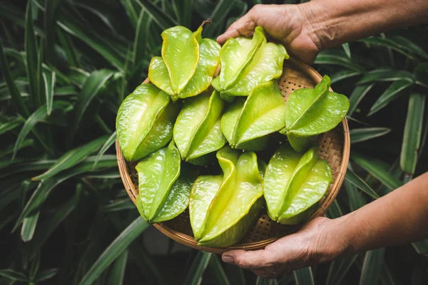 Frische Seesterne Gesunde Früchte Aus Asien — Stockfoto