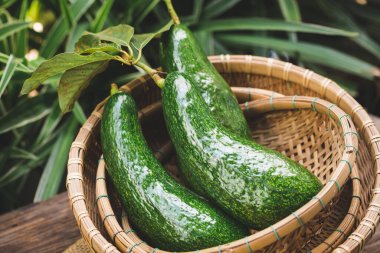 Taze avokado. Sağlıklı meyve.