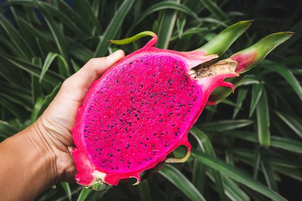 Frische Rote Drachenfrucht Pitaya Frucht — Stockfoto