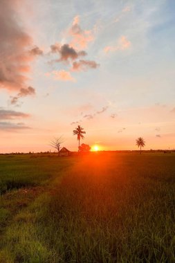 Alacakaranlıkta pirinç tarlalarının ve kulübelerin manzarası