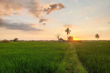 Alacakaranlıkta pirinç tarlalarının ve kulübelerin manzarası