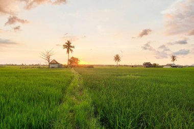 Alacakaranlıkta pirinç tarlalarının ve kulübelerin manzarası