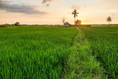 Alacakaranlıkta pirinç tarlalarının ve kulübelerin manzarası