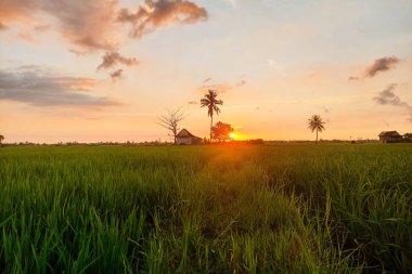 Alacakaranlıkta pirinç tarlalarının ve kulübelerin manzarası