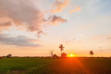 Alacakaranlıkta pirinç tarlalarının ve kulübelerin manzarası