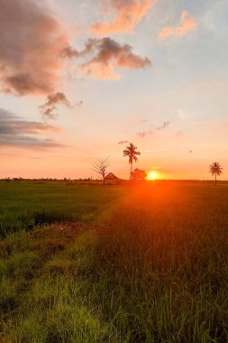 Alacakaranlıkta pirinç tarlalarının ve kulübelerin manzarası