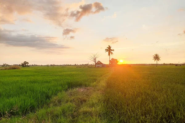 Alacakaranlıkta pirinç tarlalarının ve kulübelerin manzarası
