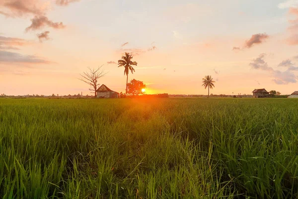 Alacakaranlıkta pirinç tarlalarının ve kulübelerin manzarası
