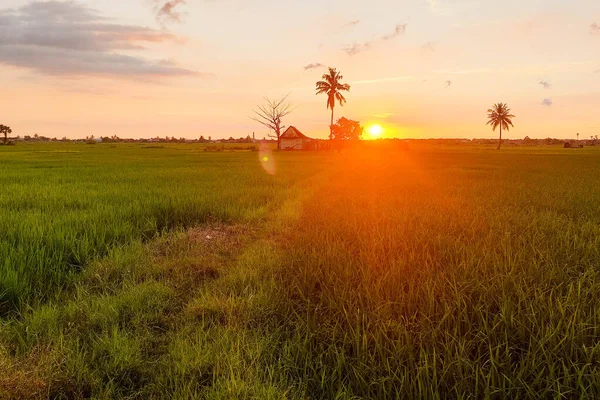 Alacakaranlıkta pirinç tarlalarının ve kulübelerin manzarası
