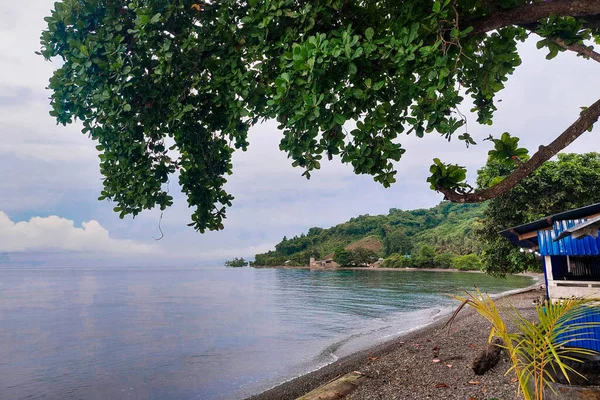 Kıyı sahili ve ağaçların manzarası