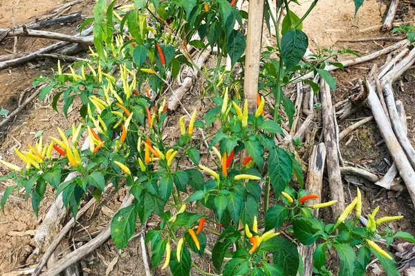 Meyveleri salkım salkım dizili,