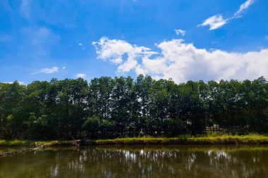 Balık Havuzu, Temiz Ağaçlar ve Güzel Gökyüzü