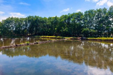 Balık Havuzu, Temiz Ağaçlar ve Güzel Gökyüzü