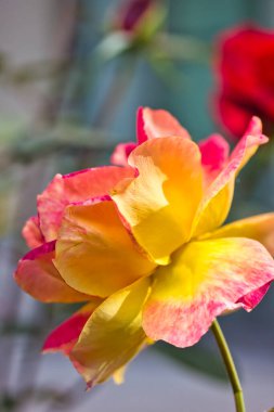 güzel botanik çekimi, doğal duvar kağıdı: muhteşem pembe ve sarı bir gülün yakın görüntüsü.