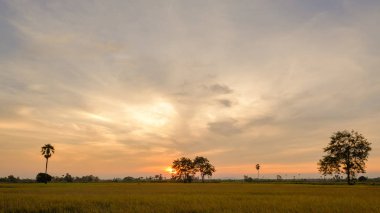 Akşam tarlasında güzel günbatımı ışığı.