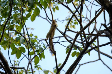 Küçük sincap ağacın dallarında asılı.