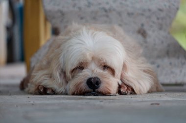 Katta uyuyan güzel köpek.