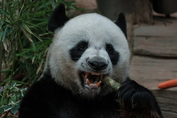 杖を食べるパンダの頭をクローズ アップ — ストック写真