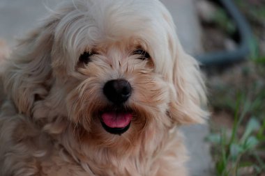 Güzel köpek için bir şey arıyor.