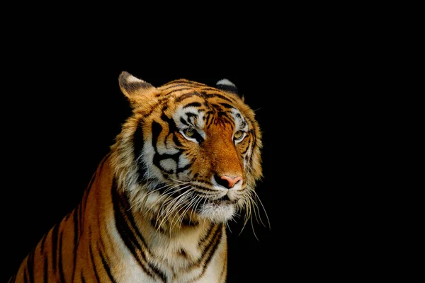 Крупный План Головы Тигра Черном Фоне Глаза Тигра Яростно Голодающего — стоковое фото
