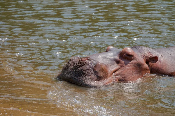 Hipopótamo Durmiendo Agua — Foto de Stock