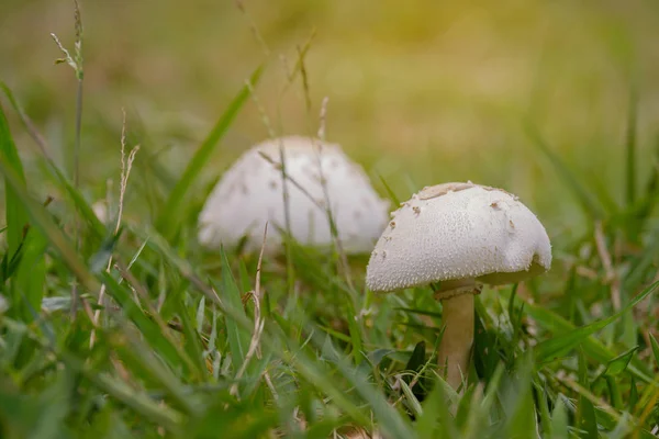 Closeup white mushroom on warm light with copy space.