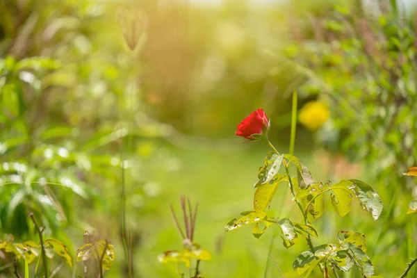 Sıcak Işık Ile Yumuşak Renkli Arka Plan Üzerinde Kırmızı Çiçek — Stok fotoğraf