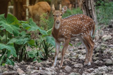 Seyir bir şey sıcak ışık geyik.